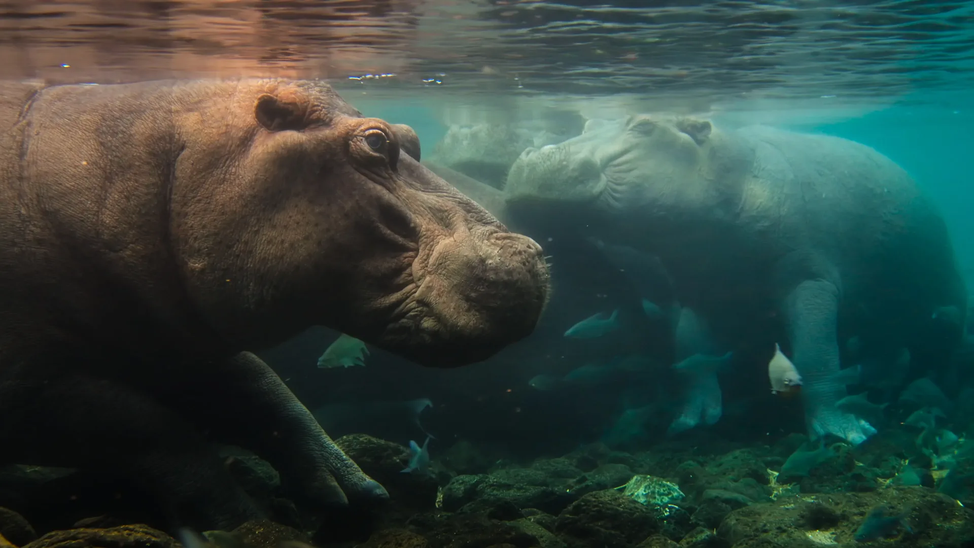 Wunmi Mosaku narrates and executive produces Africa Earth’s Wild Home