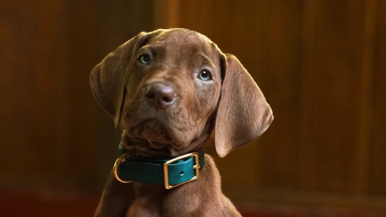Scooby-Doo: Origins Wraps Production, Bringing a Real Great Dane Into Mystery Inc.’s First Case