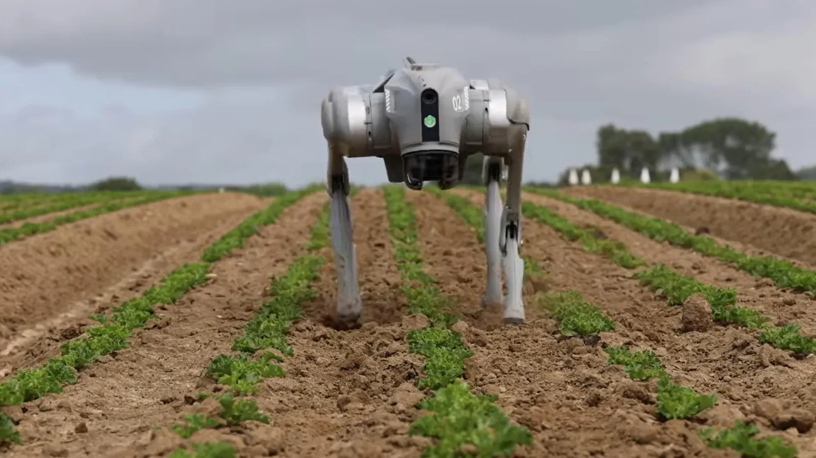Four-legged agricultural robot dog moving between crop rows with camera and LiDAR sensors