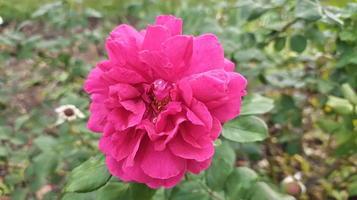 Close up on a pink flower shot on a Poco F9 Ultra smartphone