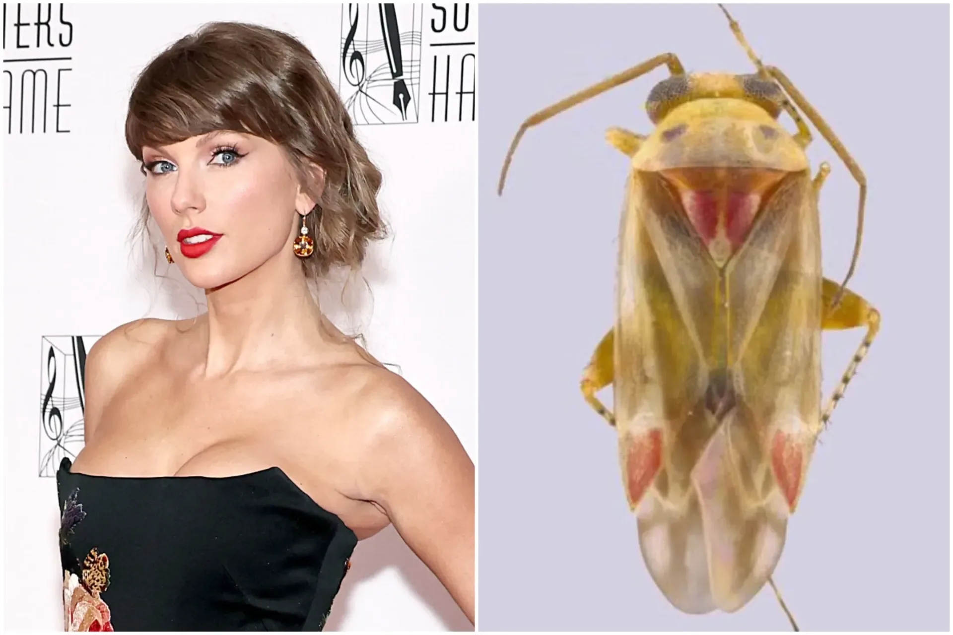 Pale yellow and red Swiftiephylus plant bug associated with Australian she-oaks