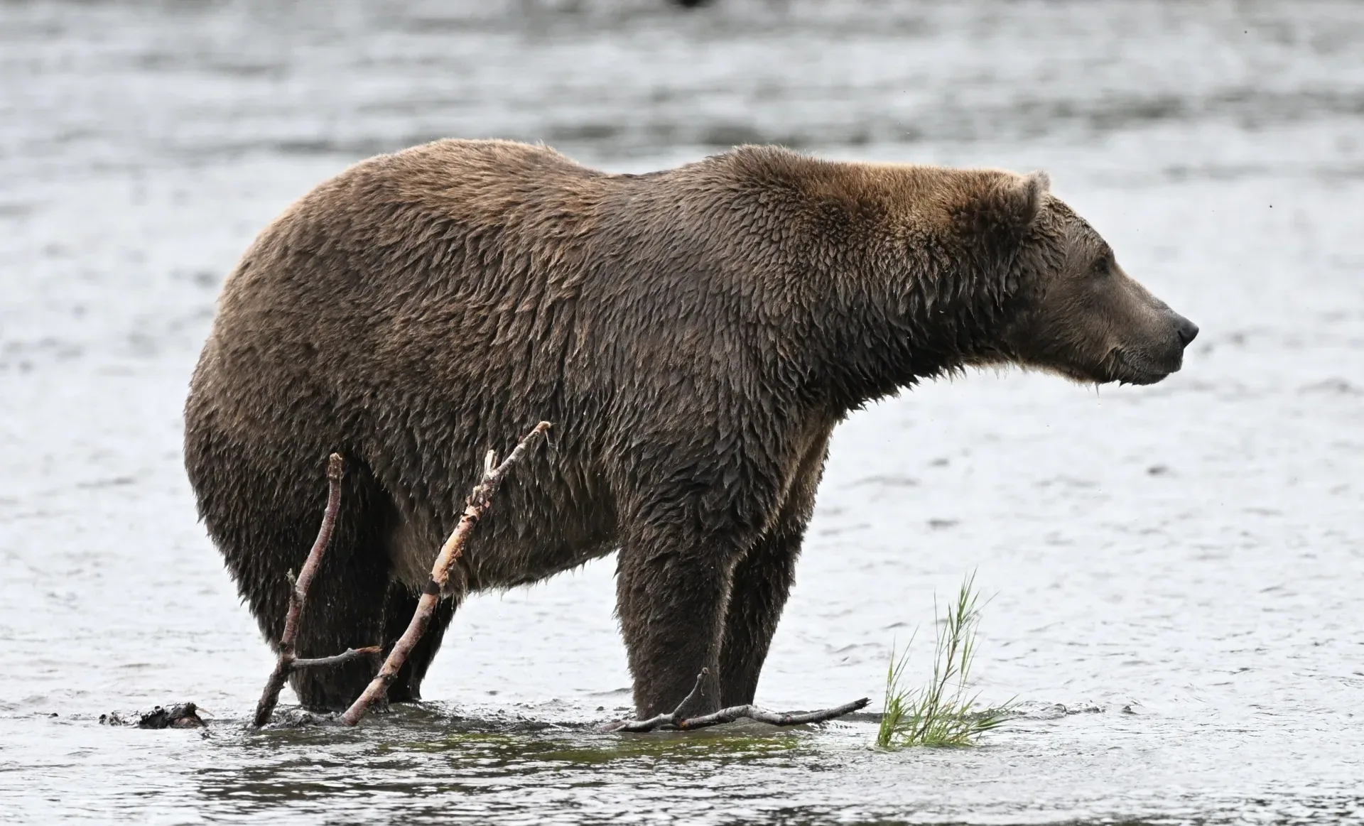 Fat Bear Week Returns With Marshmallow, Bucky and a Three-Cub Family Ready for the Bracket