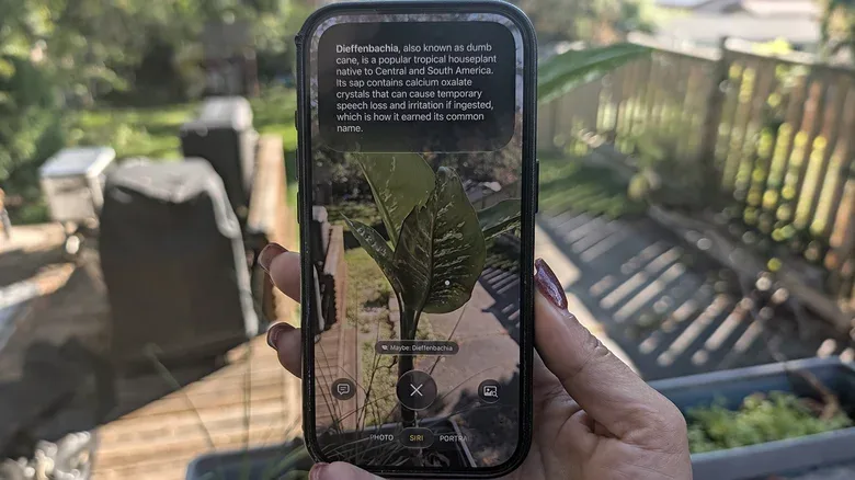 A hand holding up an iPhone to a plant and using Visual Intelligence to learn about it through the camera.