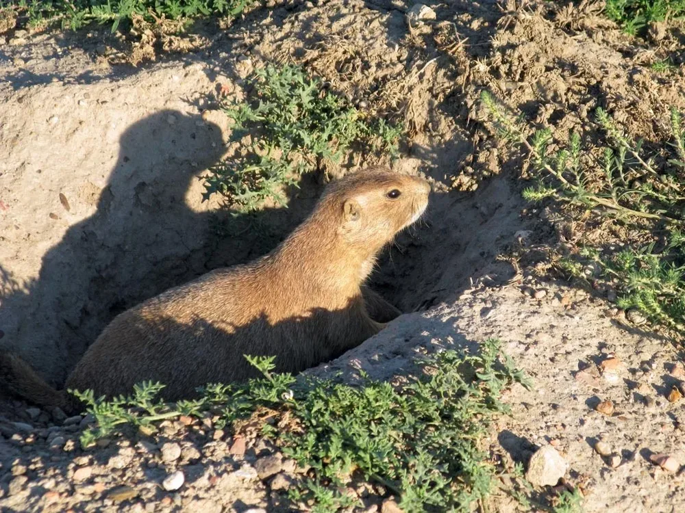 The original polygonal prairie dog roaming in Mulgore in World of Warcraft: Forever