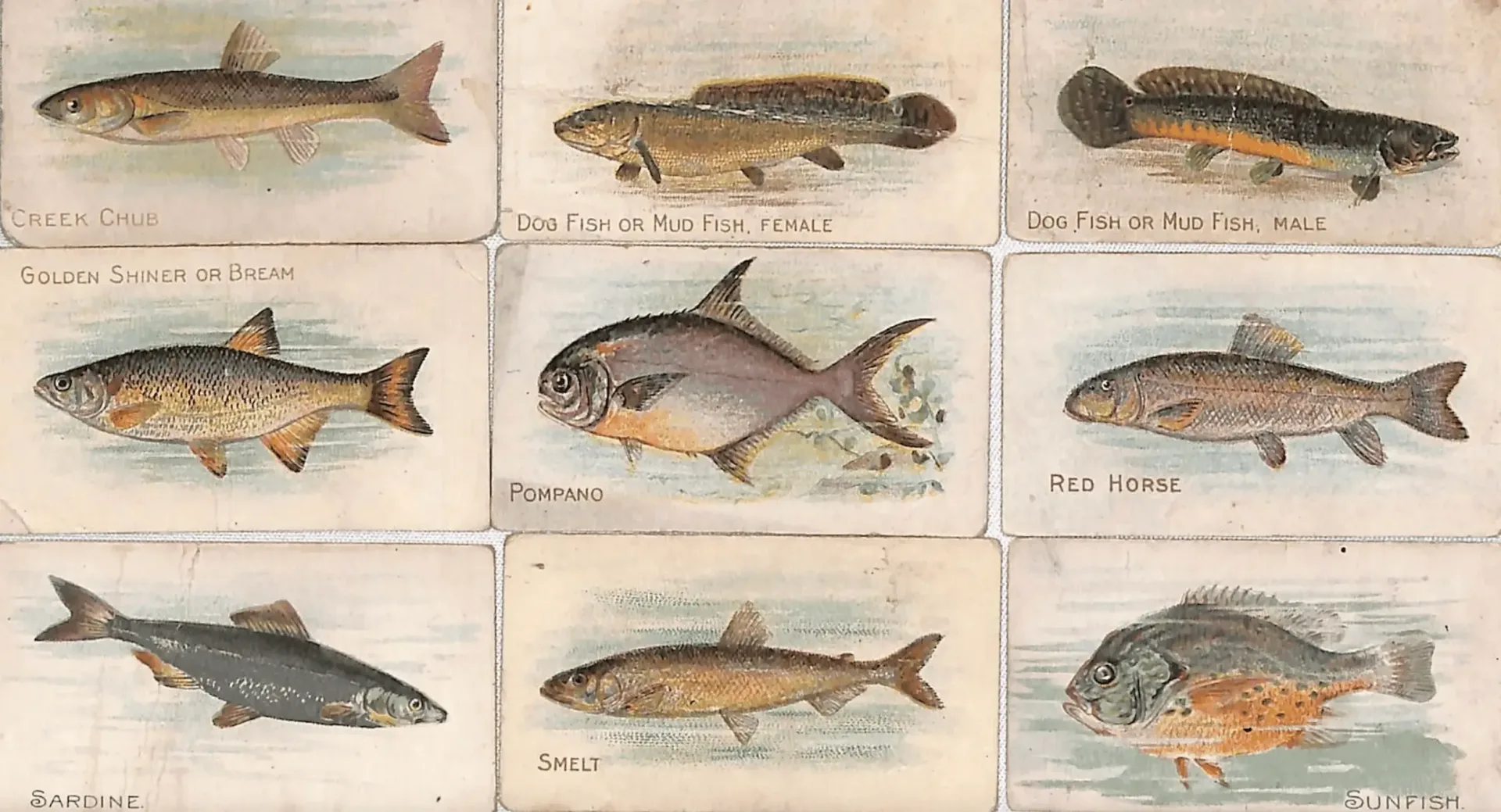 1889 Kinney Bros. N230 Famous English Running Horses cards