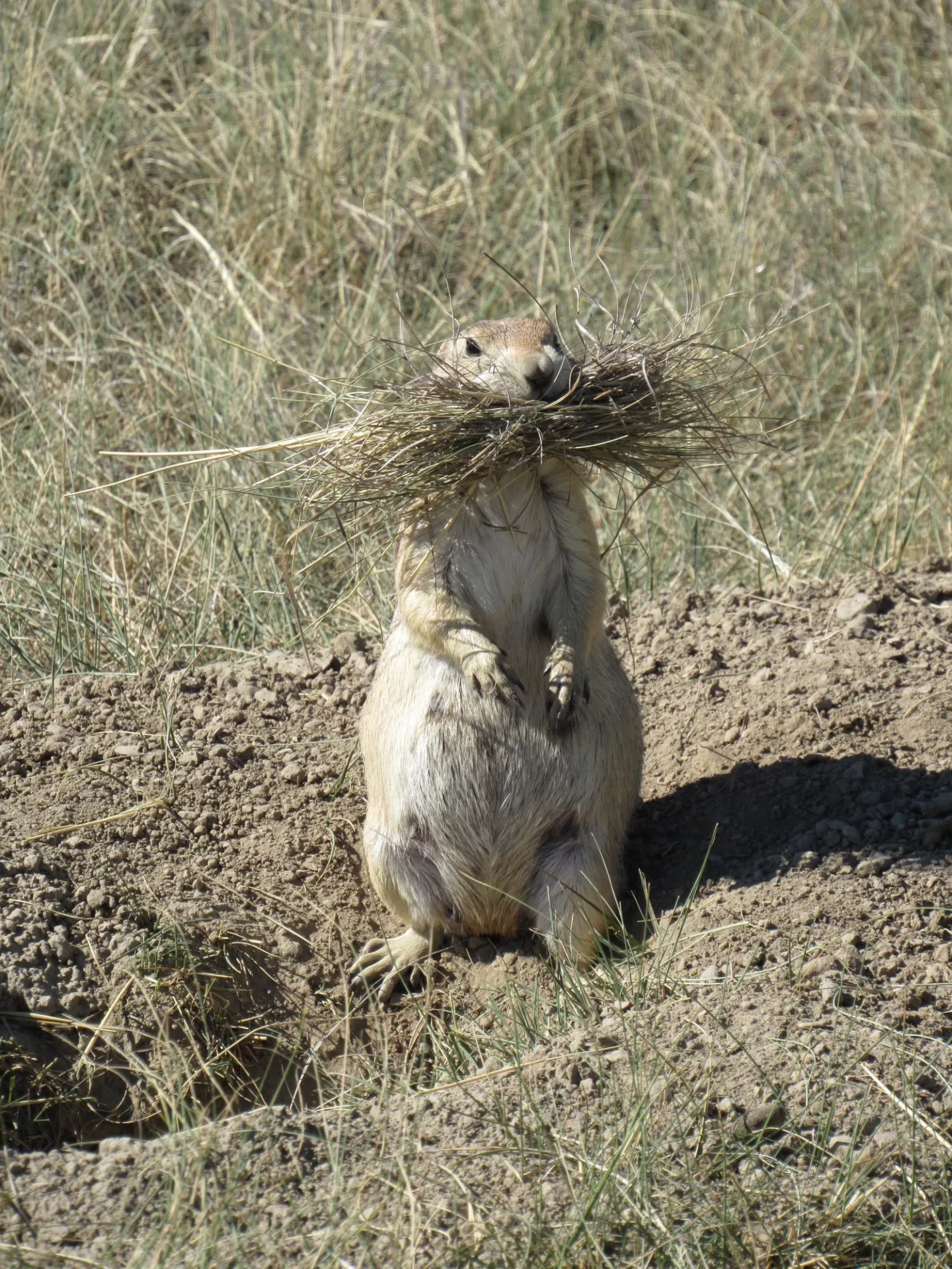 Close-up of the old World of Warcraft prairie dog’s angular face